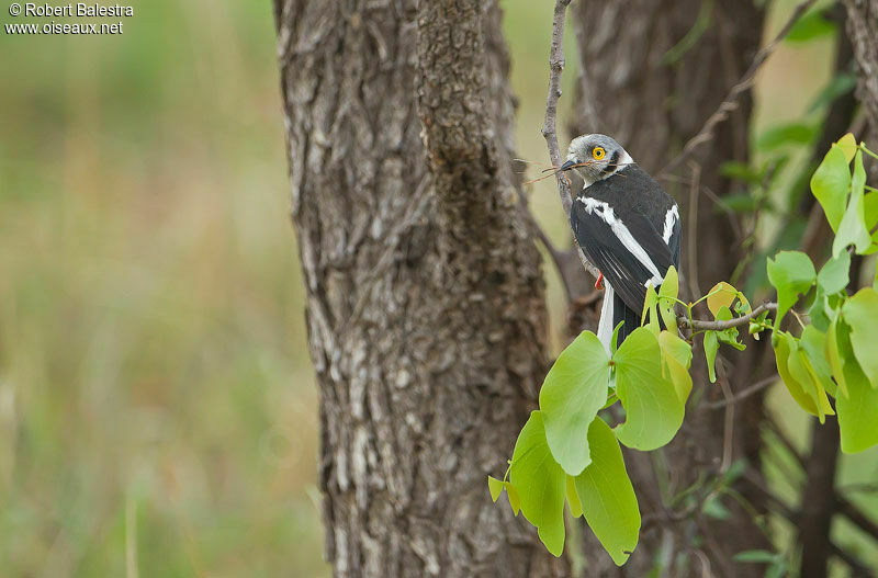 White-crested Helmetshrikeadult