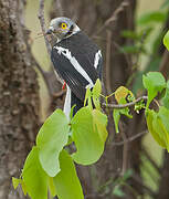 White-crested Helmetshrike