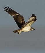 Western Osprey