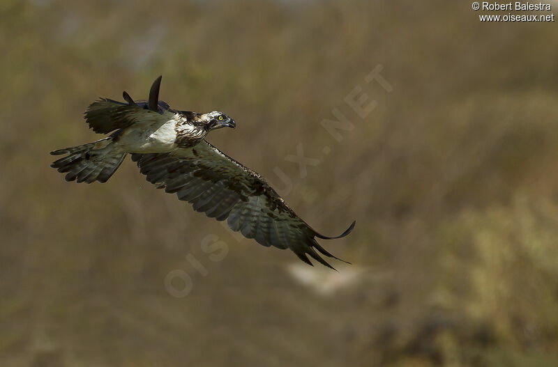 Osprey