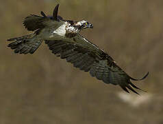 Western Osprey