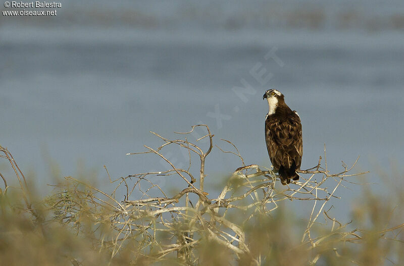 Western Osprey