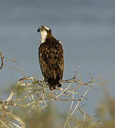 Western Osprey