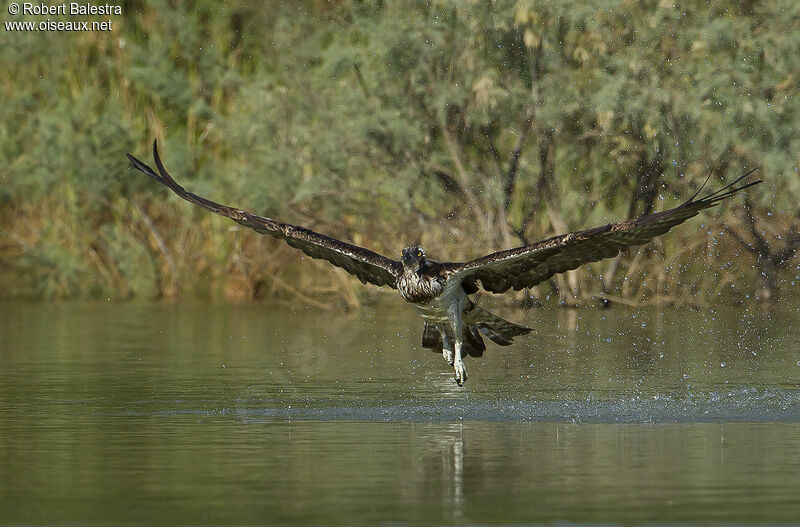 Balbuzard pêcheur