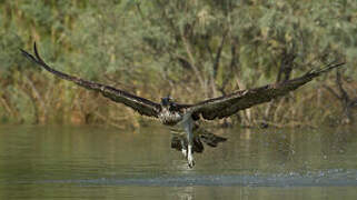 Osprey