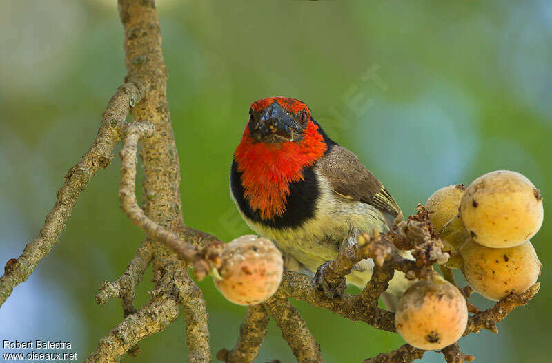 Black-collared Barbetadult, eats