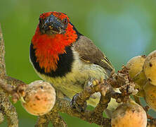 Black-collared Barbet