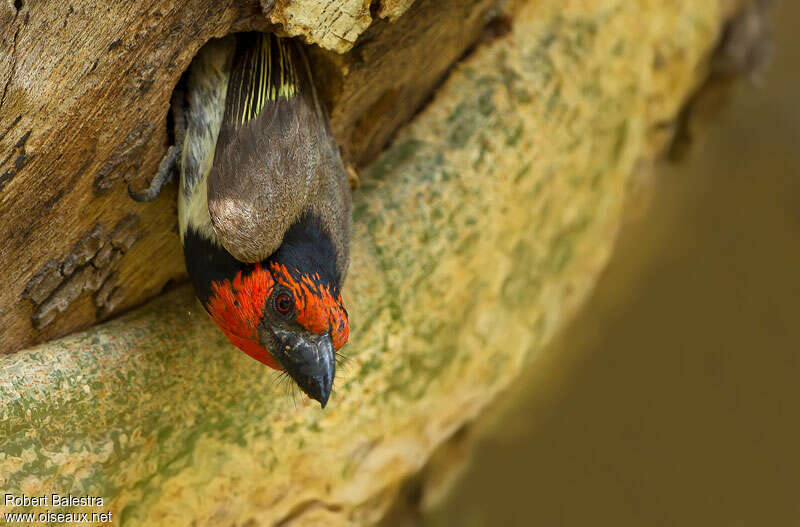 Black-collared Barbetadult, Reproduction-nesting