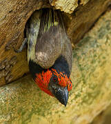 Black-collared Barbet