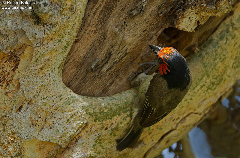 Black-collared Barbet