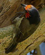 Black-collared Barbet