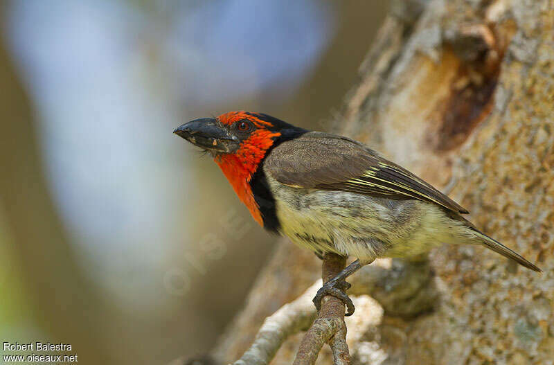 Black-collared Barbetadult, identification