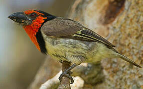 Black-collared Barbet