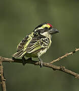 Red-fronted Barbet