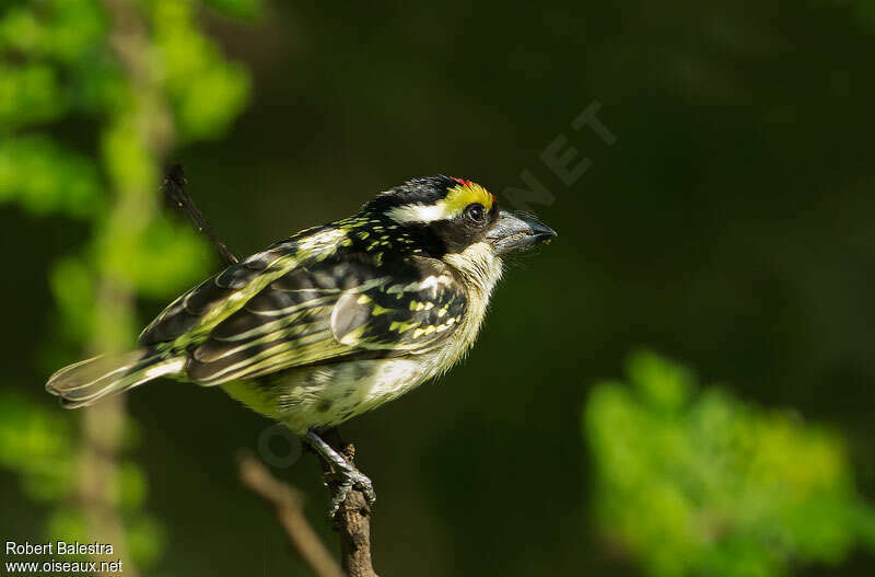 Red-fronted Barbetadult, identification