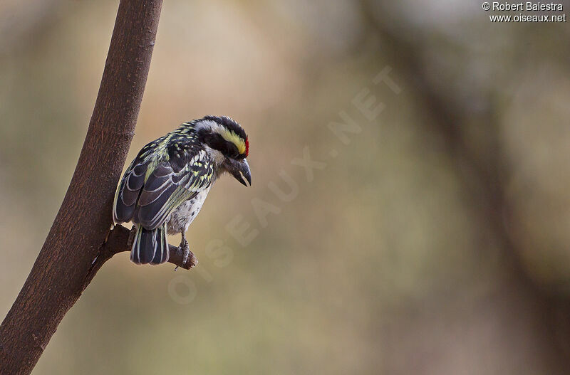 Red-fronted Barbet male adult