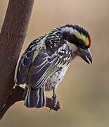 Red-fronted Barbet