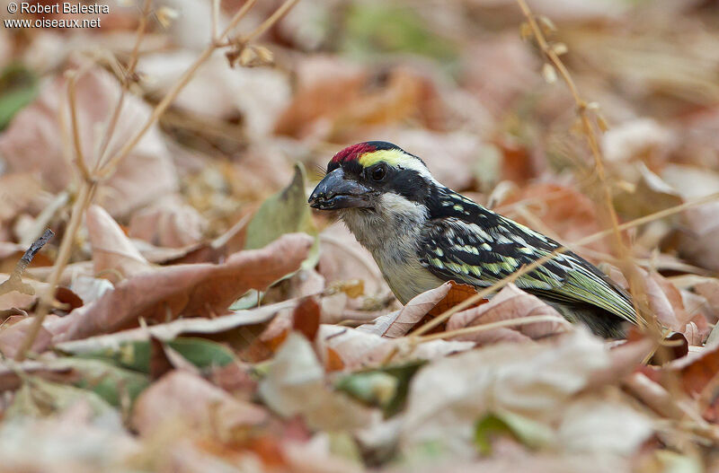 Red-fronted Barbet