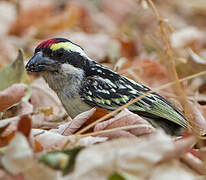 Red-fronted Barbet