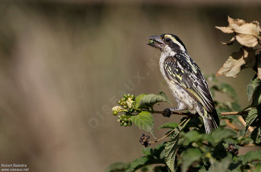 Red-fronted Barbetimmature, identification