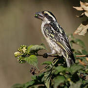 Red-fronted Barbet