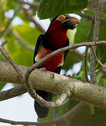 Bearded Barbet