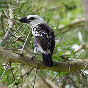 White-headed Barbet