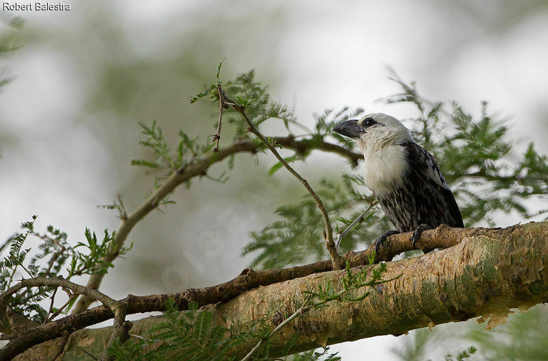 White-headed Barbet