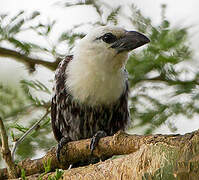 White-headed Barbet