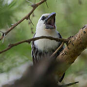 White-headed Barbet