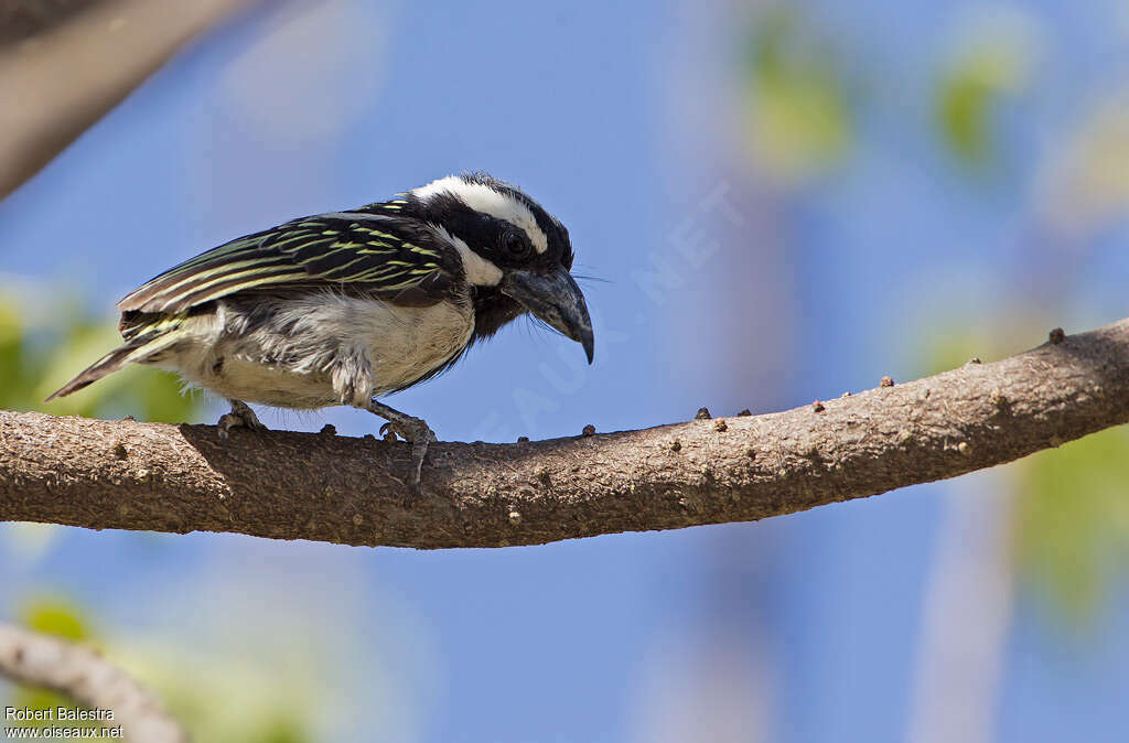 Black-throated Barbetadult