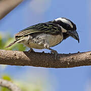 Black-throated Barbet