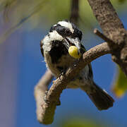 Black-throated Barbet