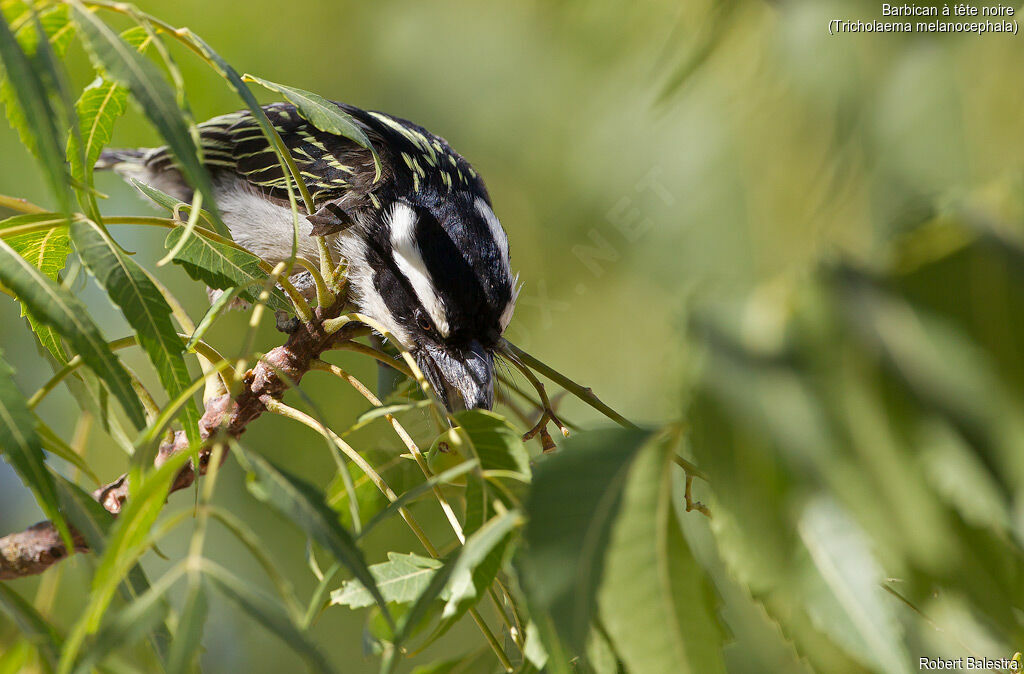 Black-throated Barbet