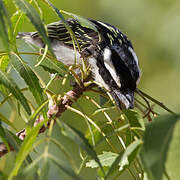 Black-throated Barbet