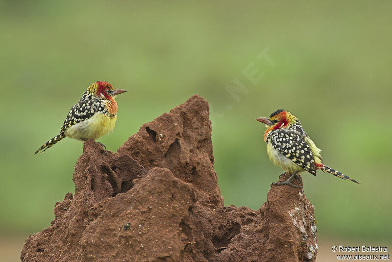 Red-and-yellow Barbet