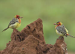 Red-and-yellow Barbet