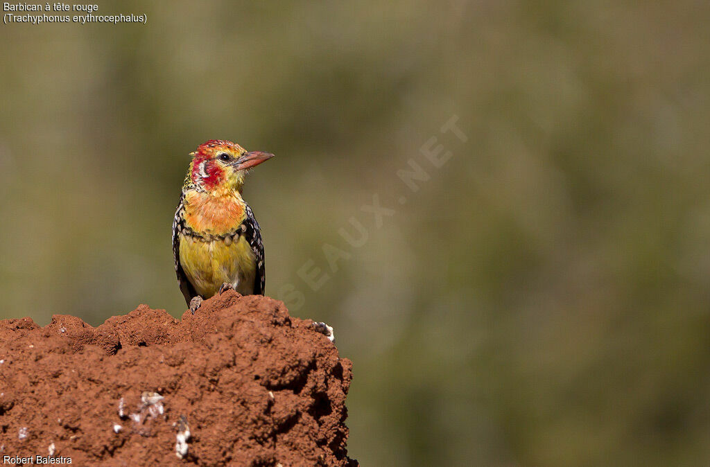 Red-and-yellow Barbet