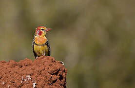 Red-and-yellow Barbet