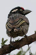 Banded Barbet