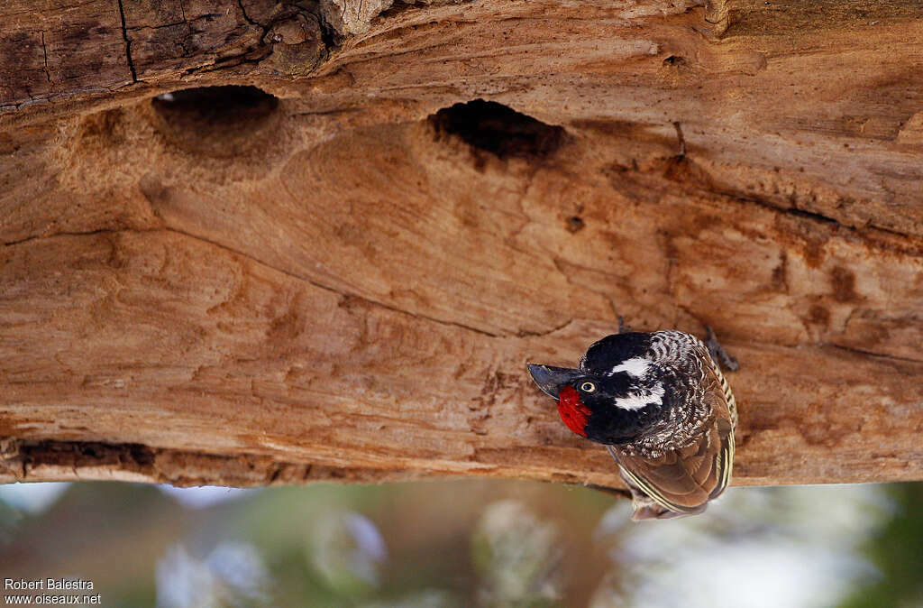 Banded Barbetadult, Behaviour