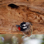 Banded Barbet