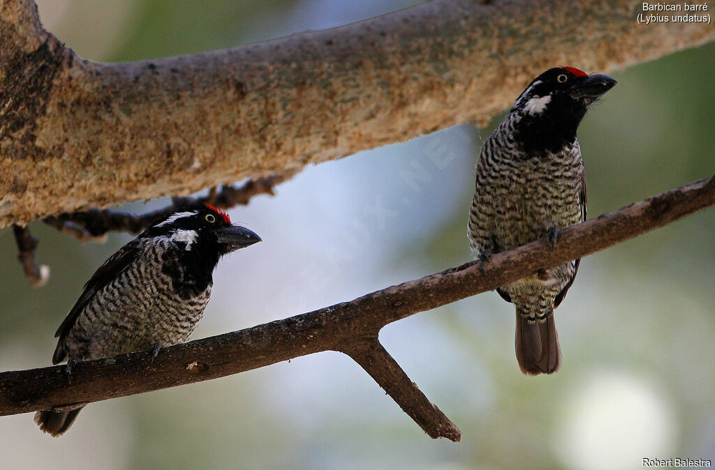 Banded Barbetadult