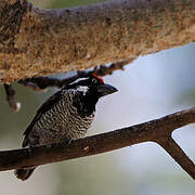 Banded Barbet