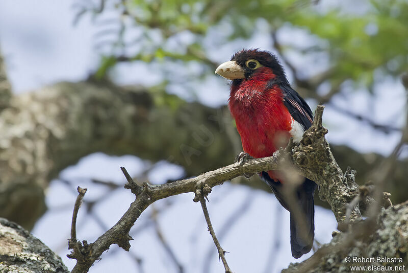 Double-toothed Barbet