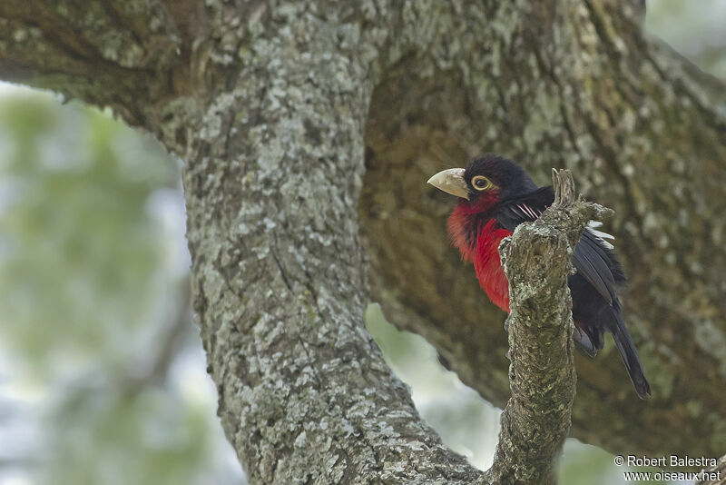 Double-toothed Barbet