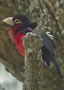 Double-toothed Barbet