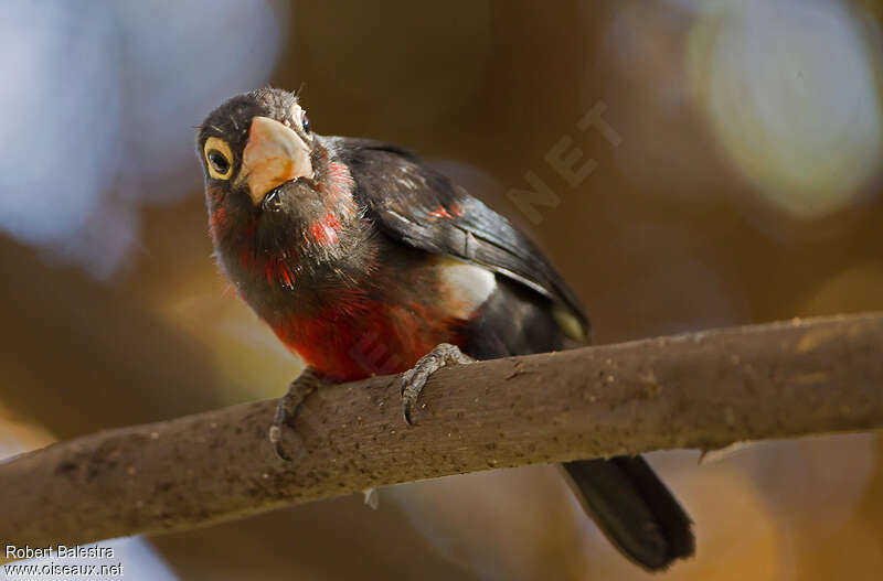 Double-toothed Barbetimmature, Behaviour