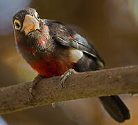 Double-toothed Barbet