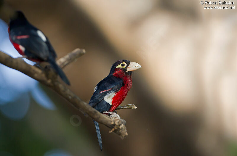 Double-toothed Barbet